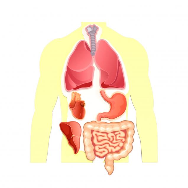 Магнитная анатомическая модель внутренних органов (цветная)