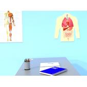 Магнитная анатомическая модель внутренних органов (цветная)